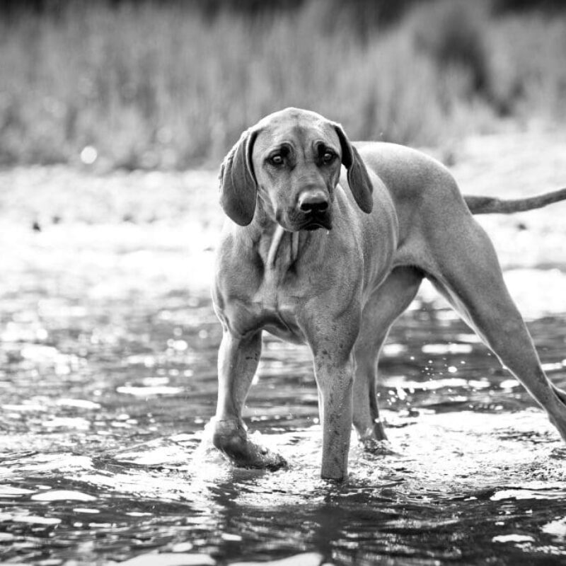 Only the Best Water for Your Pets FreshPure Waters Drinking Water Sold in Health Food Stores